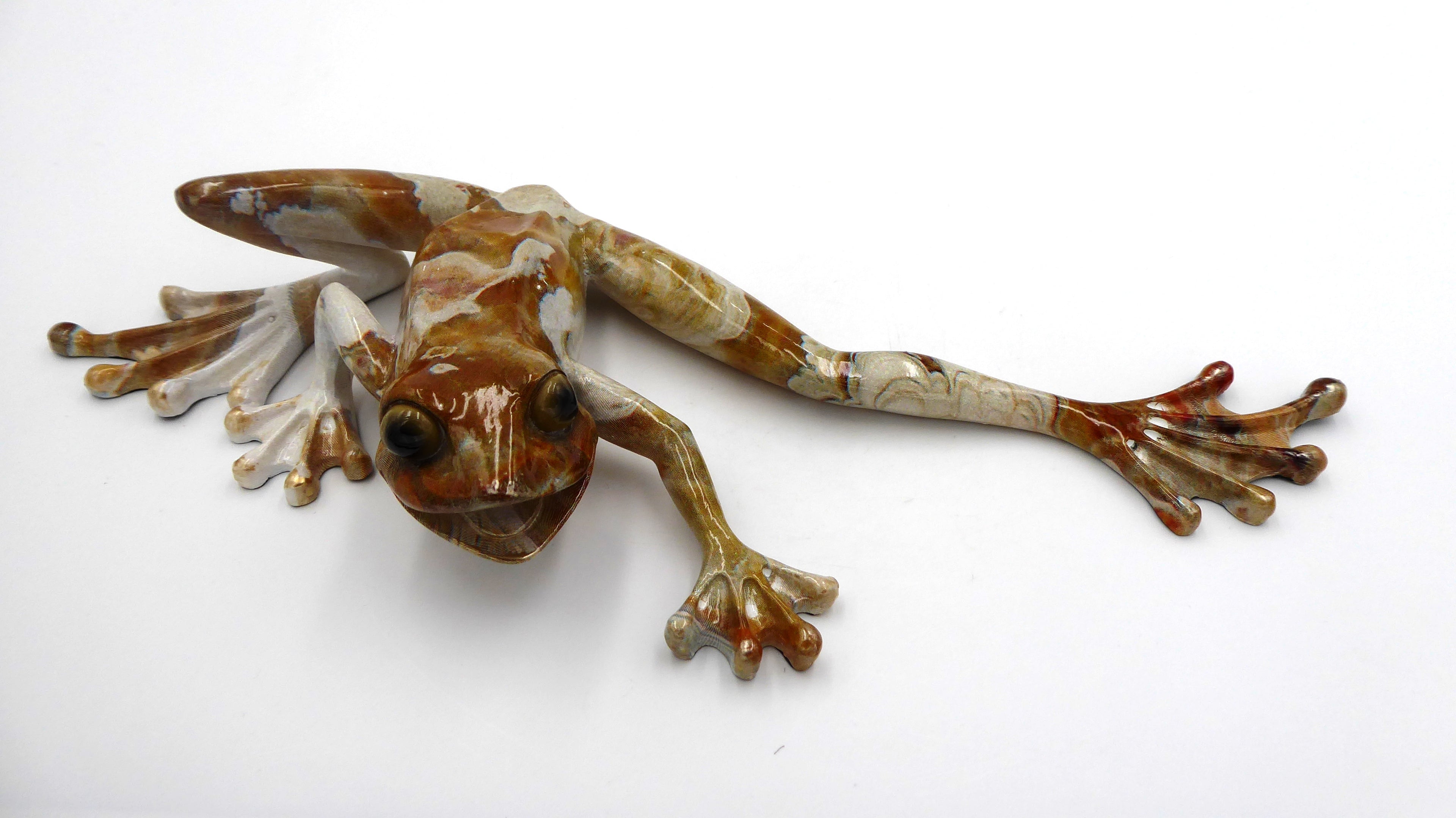 Superbe porcelaine grenouille à longue pattes
