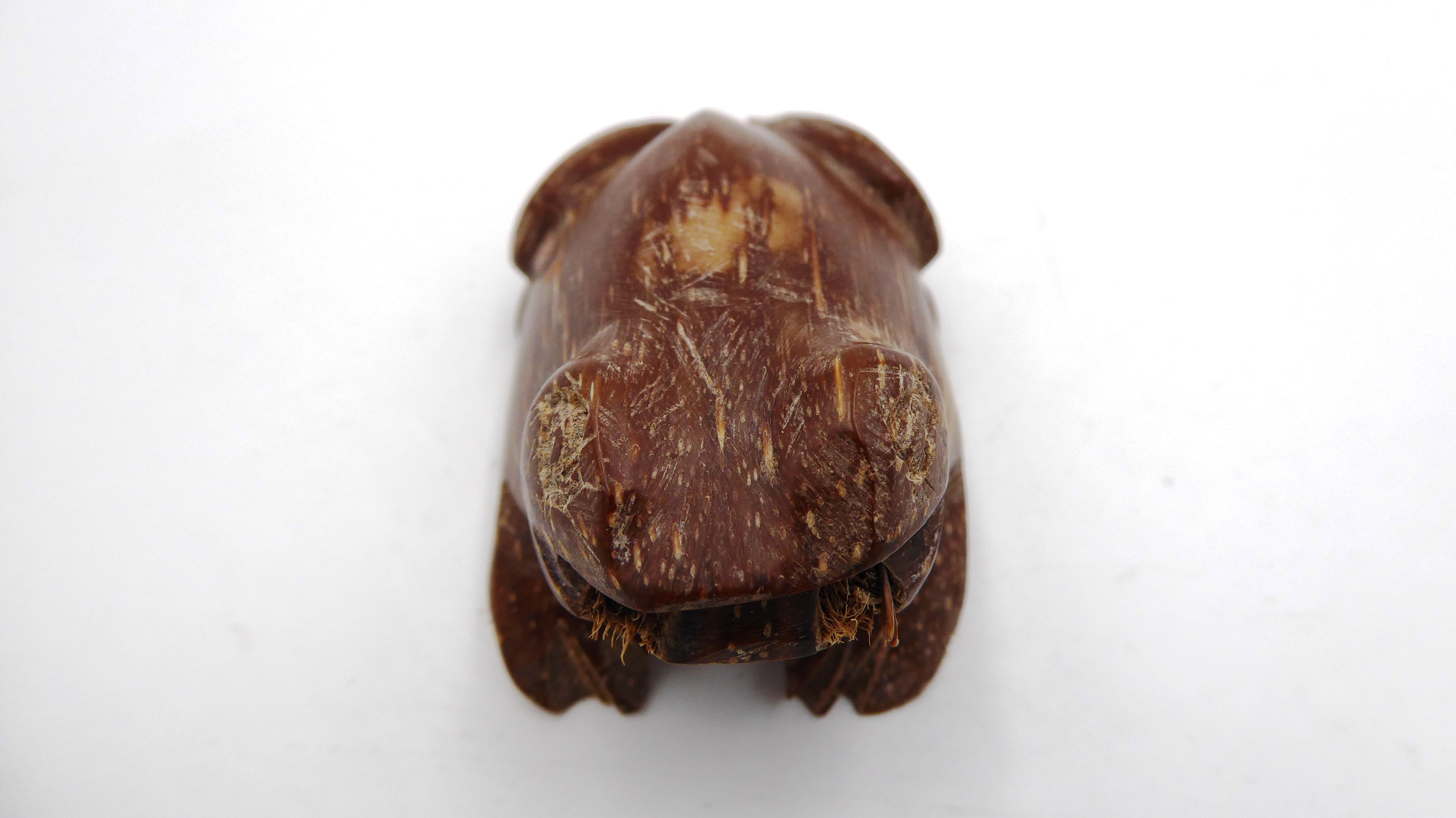 Grenouille sculptée dans une coquille
