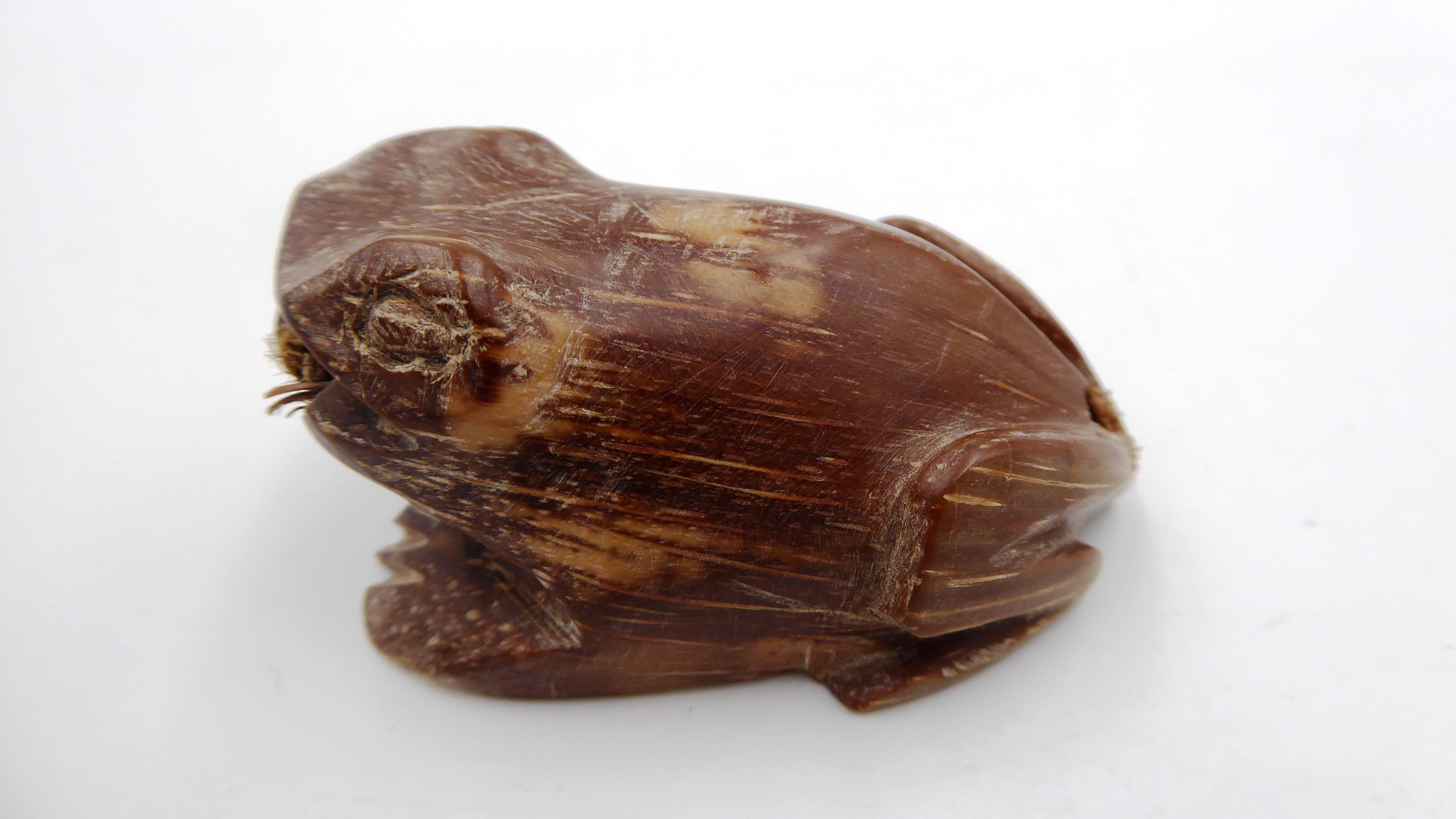 Grenouille sculptée dans une coquille