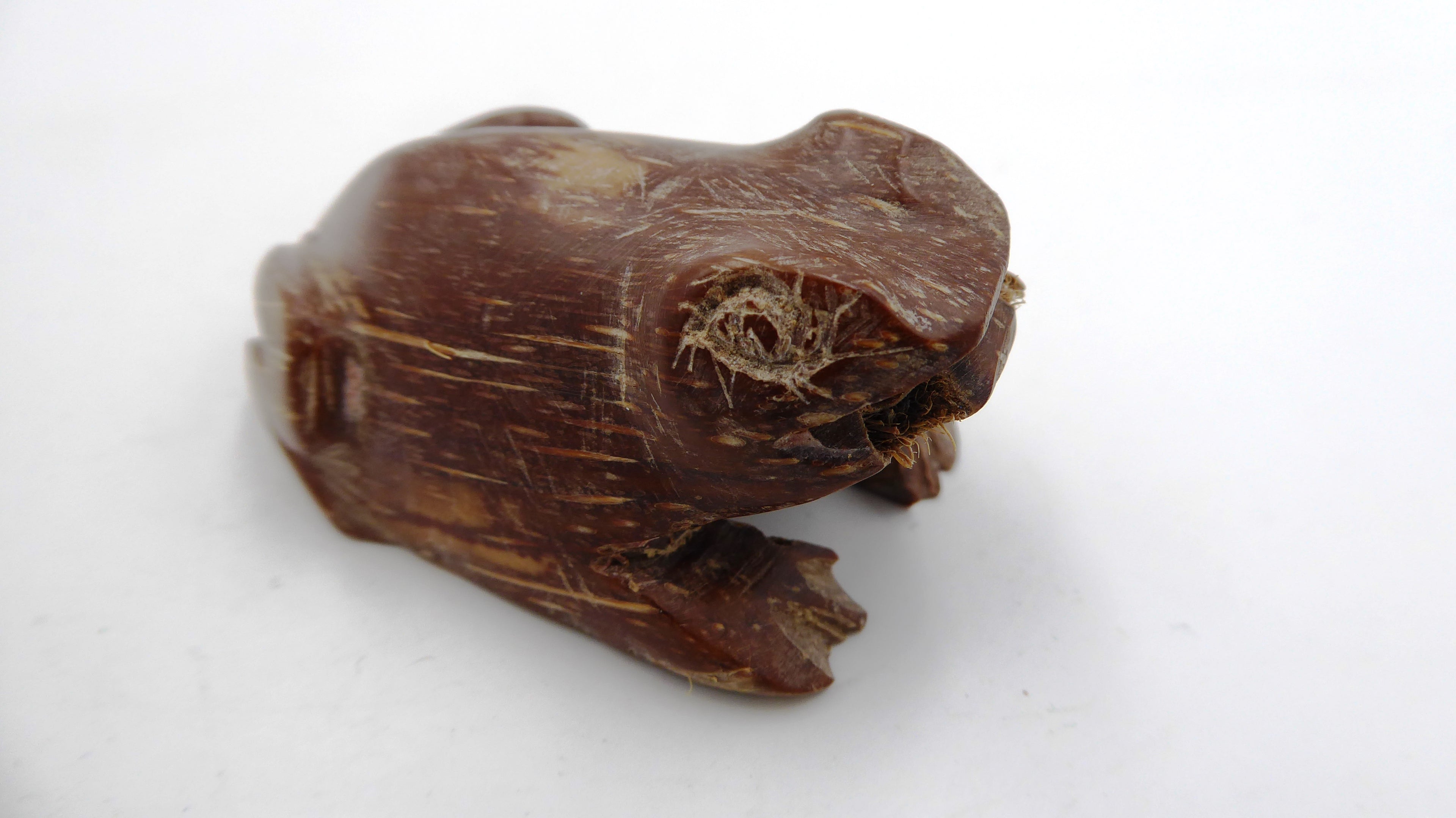 Grenouille sculptée dans une coquille