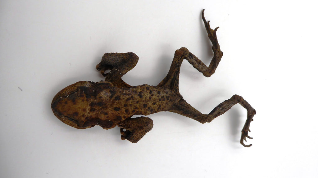 Véritable grenouille séchée (taxidermie)