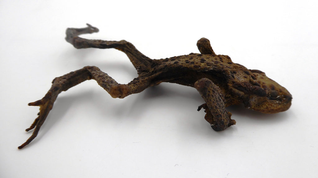 Véritable grenouille séchée (taxidermie)