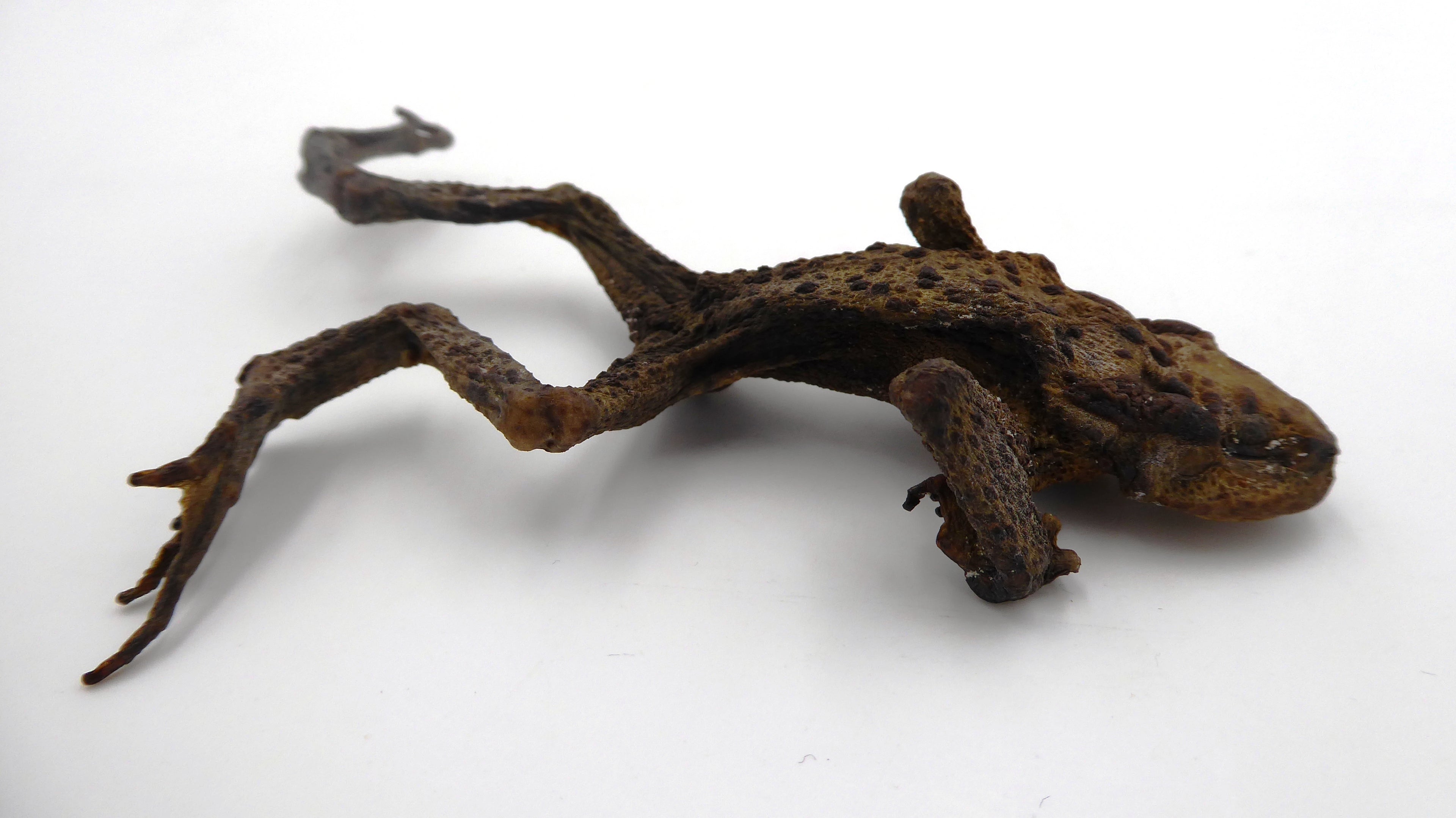 Véritable grenouille séchée (taxidermie)