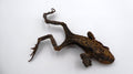 Véritable grenouille séchée (taxidermie)