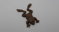 Crapaud en cuivre ancien embouti