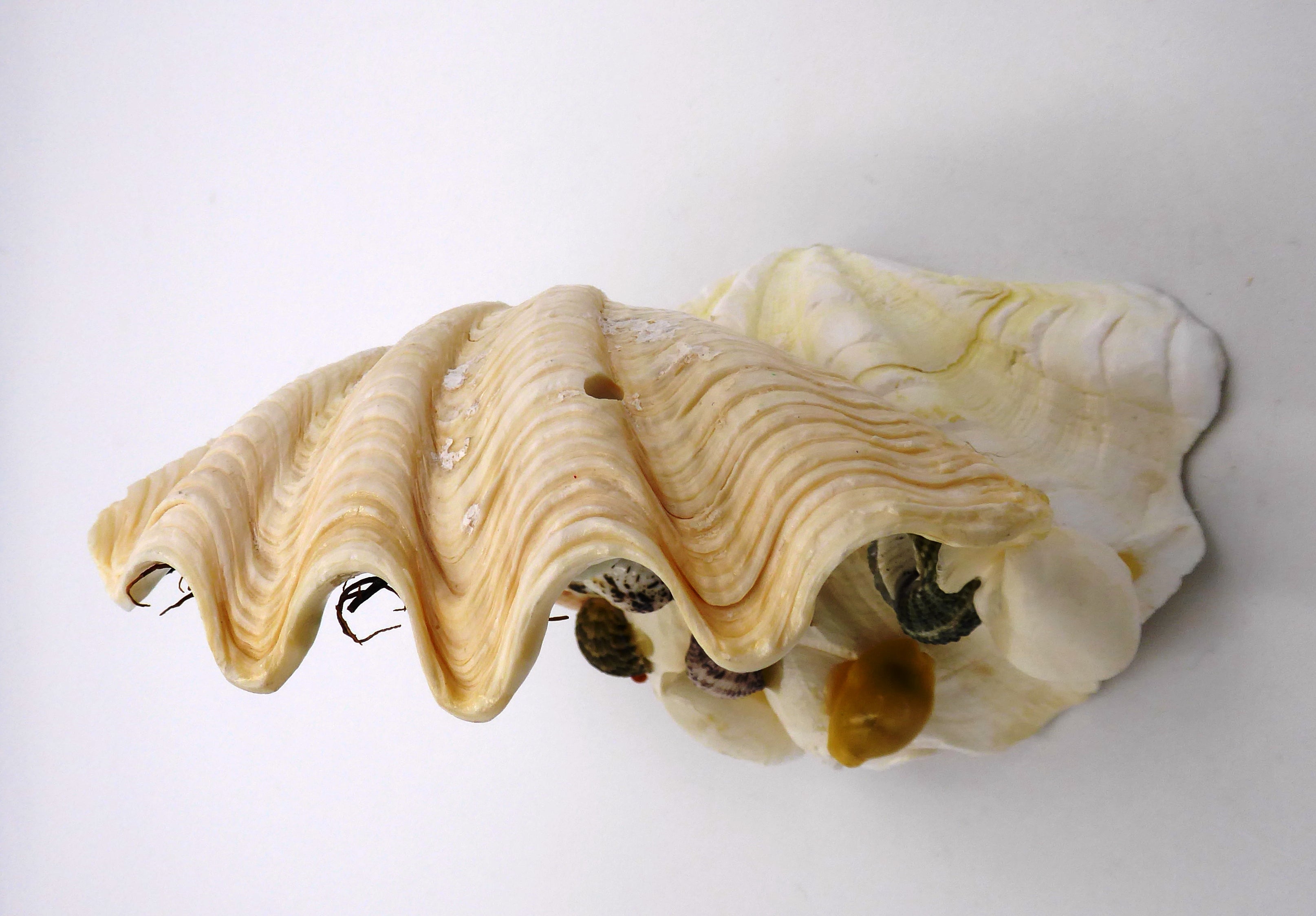 Création en coquille-coquillages et arbres