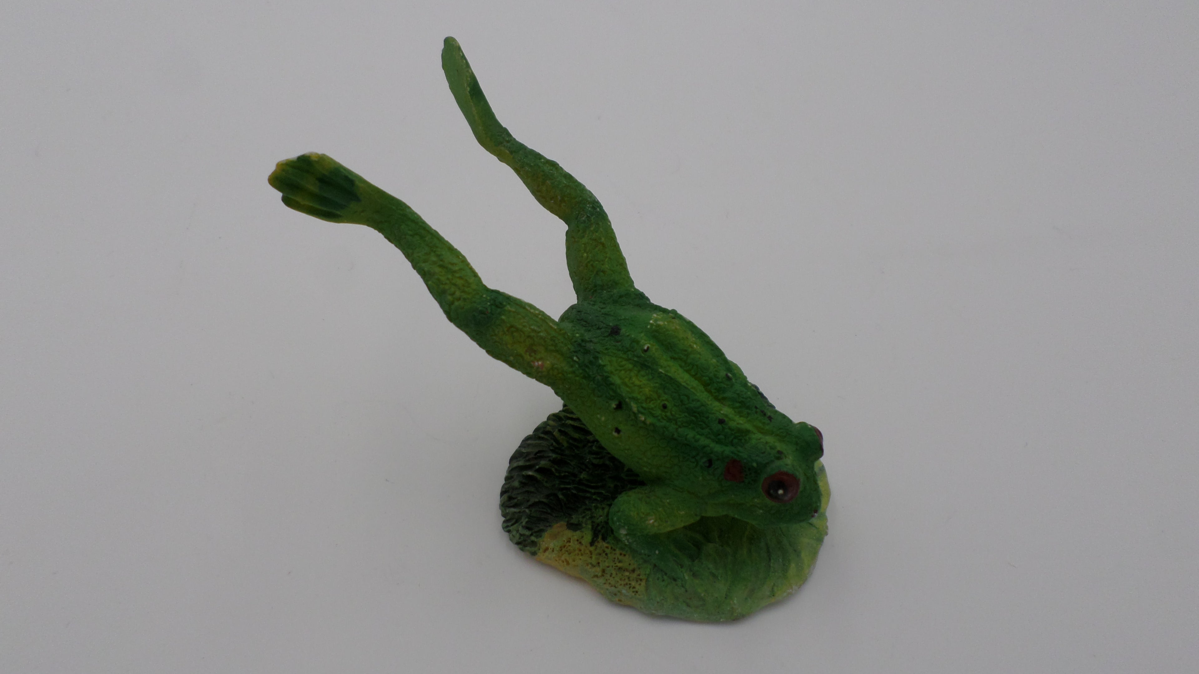 Grenouille en train de faire des pompes