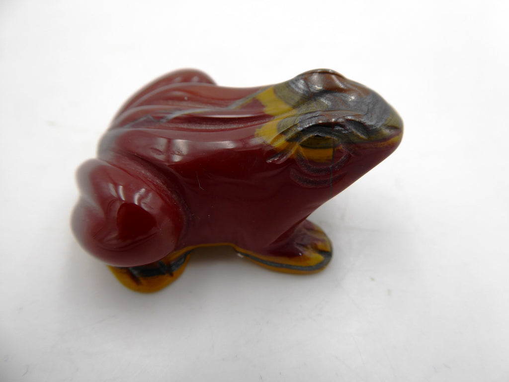 Belle petite grenouille jaspe venant d'Asie