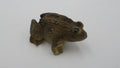 Petite grenouille brune