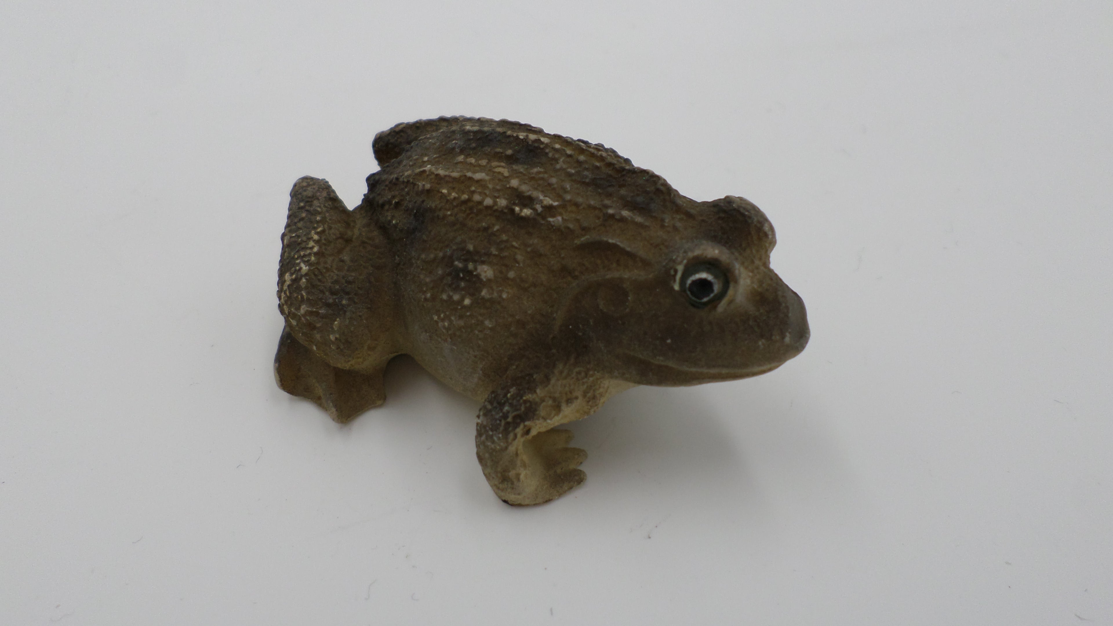 Petite grenouille brune