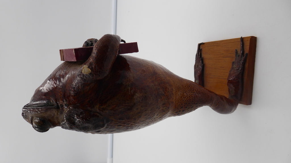 Véritable vieux crapaud empaillé (Taxidermie) jouant de l'accordéon