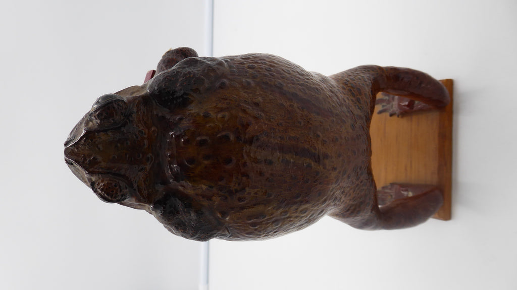 Véritable vieux crapaud empaillé (Taxidermie) jouant de l'accordéon