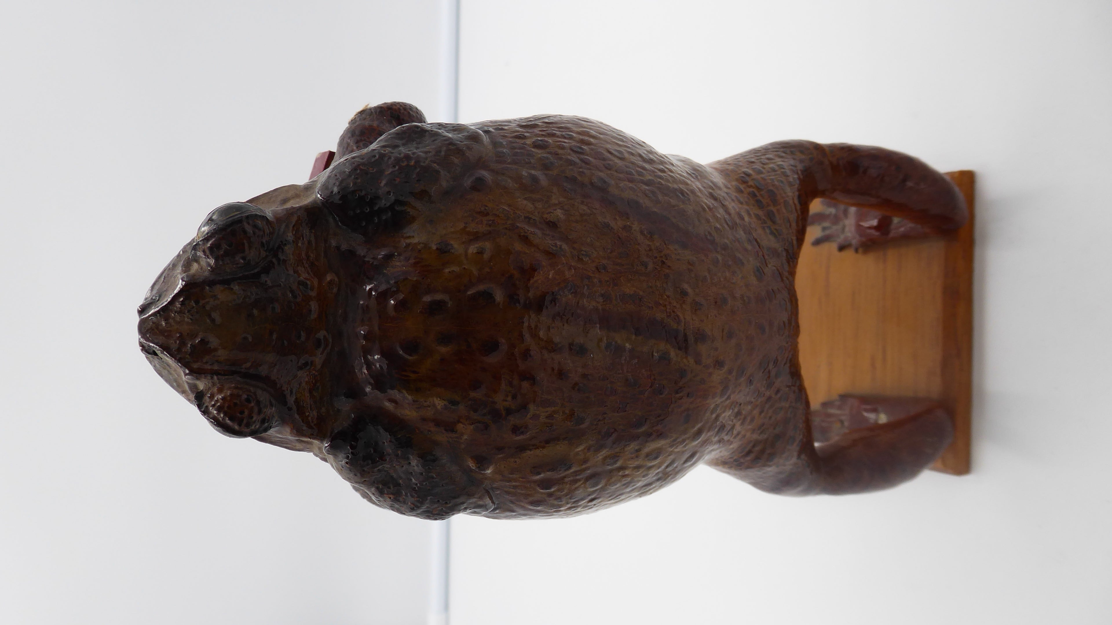 Véritable vieux crapaud empaillé (Taxidermie) jouant de l'accordéon