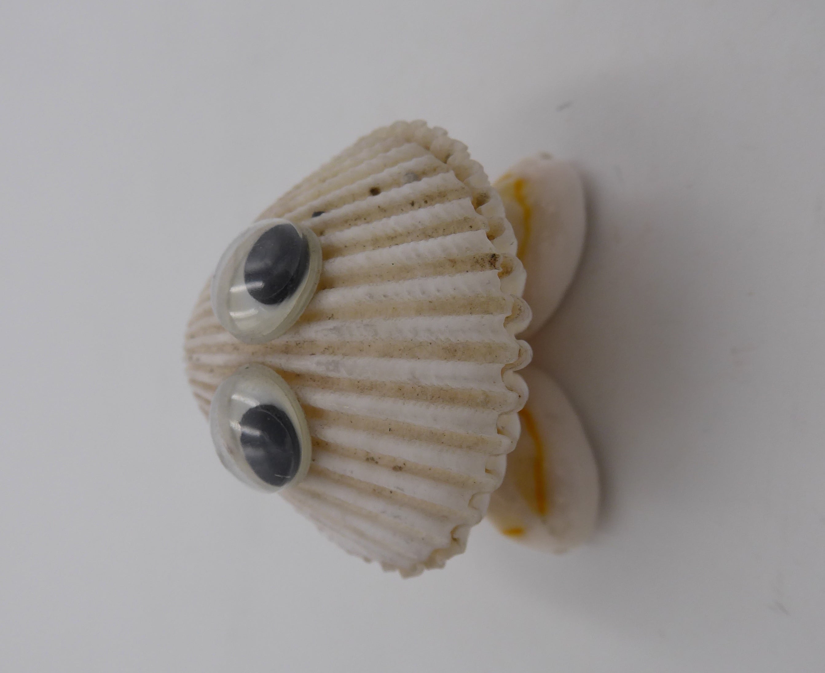 Famille de cinq sujets grenouilles en coquillages
