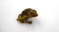 Petite grenouille en laiton évidé et alvéolé