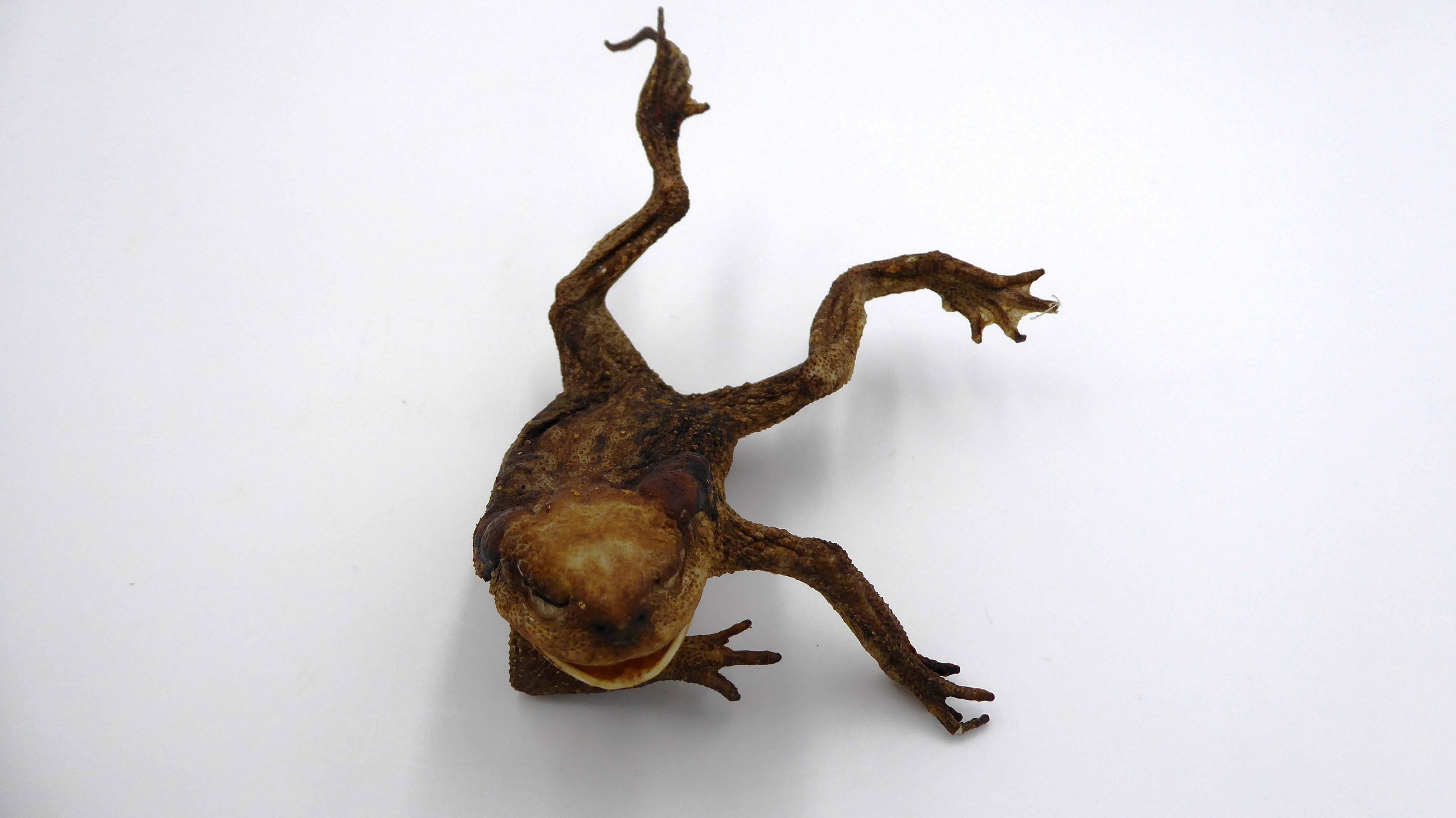 Vieille grenouille en taxidermie