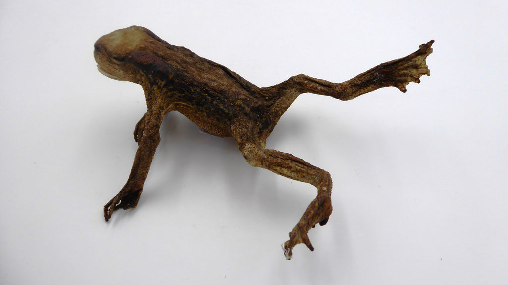 Vieille grenouille en taxidermie