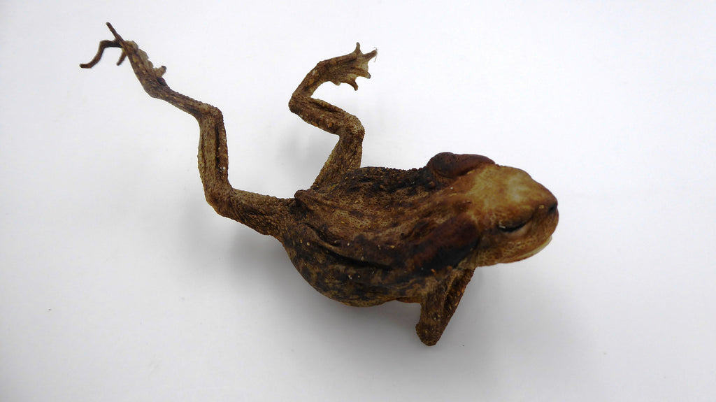 Vieille grenouille en taxidermie