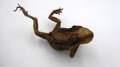 Vieille grenouille en taxidermie