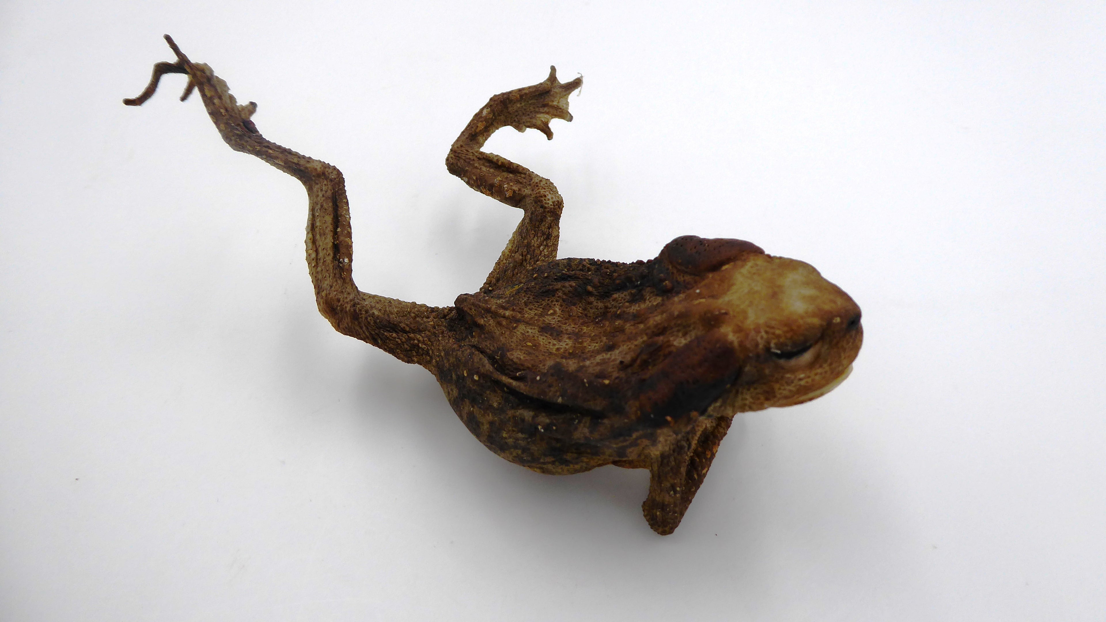 Vieille grenouille en taxidermie