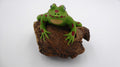 Vieille grenouille sur un morceau de bois