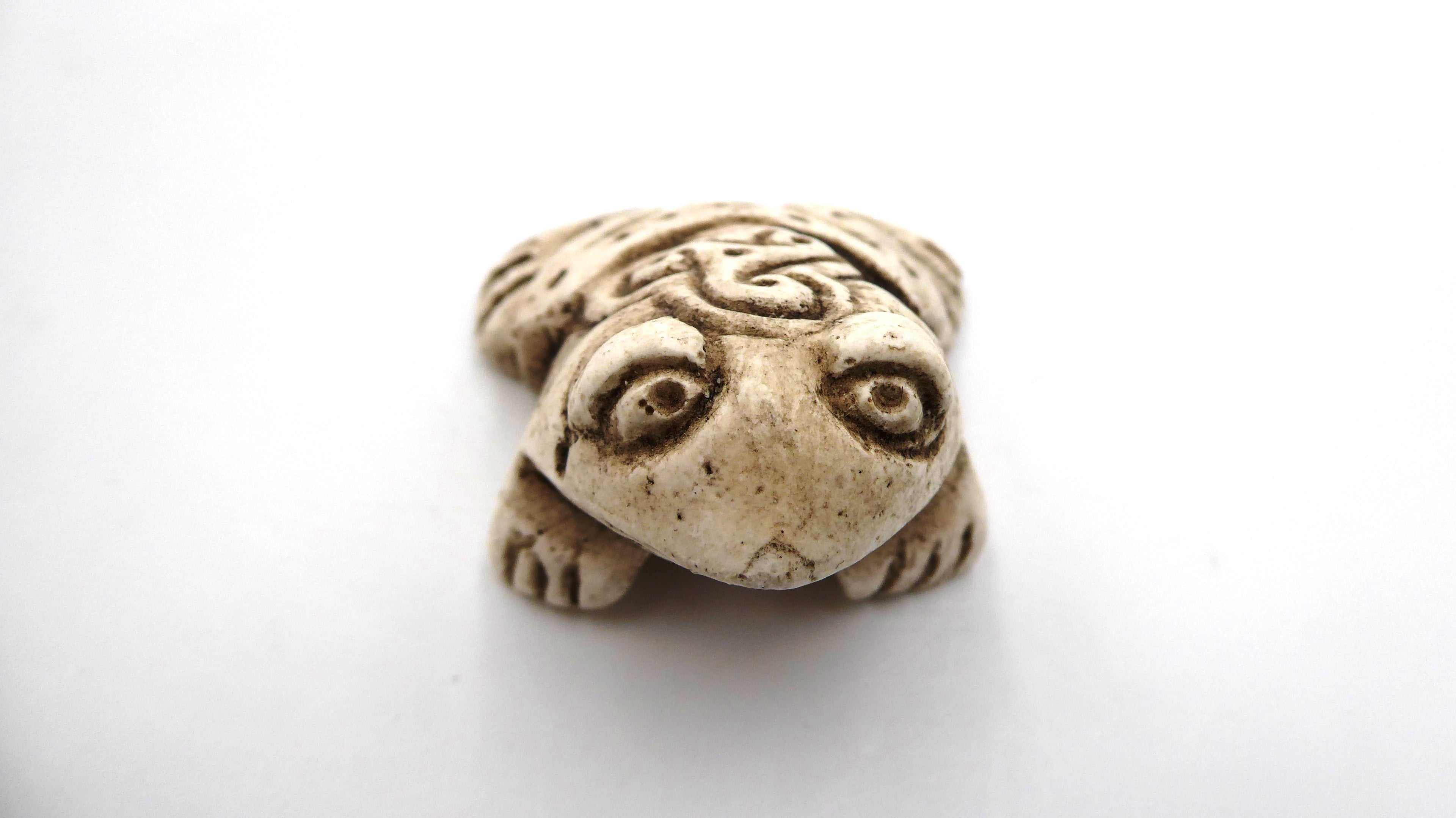 Petite grenouille blanchie