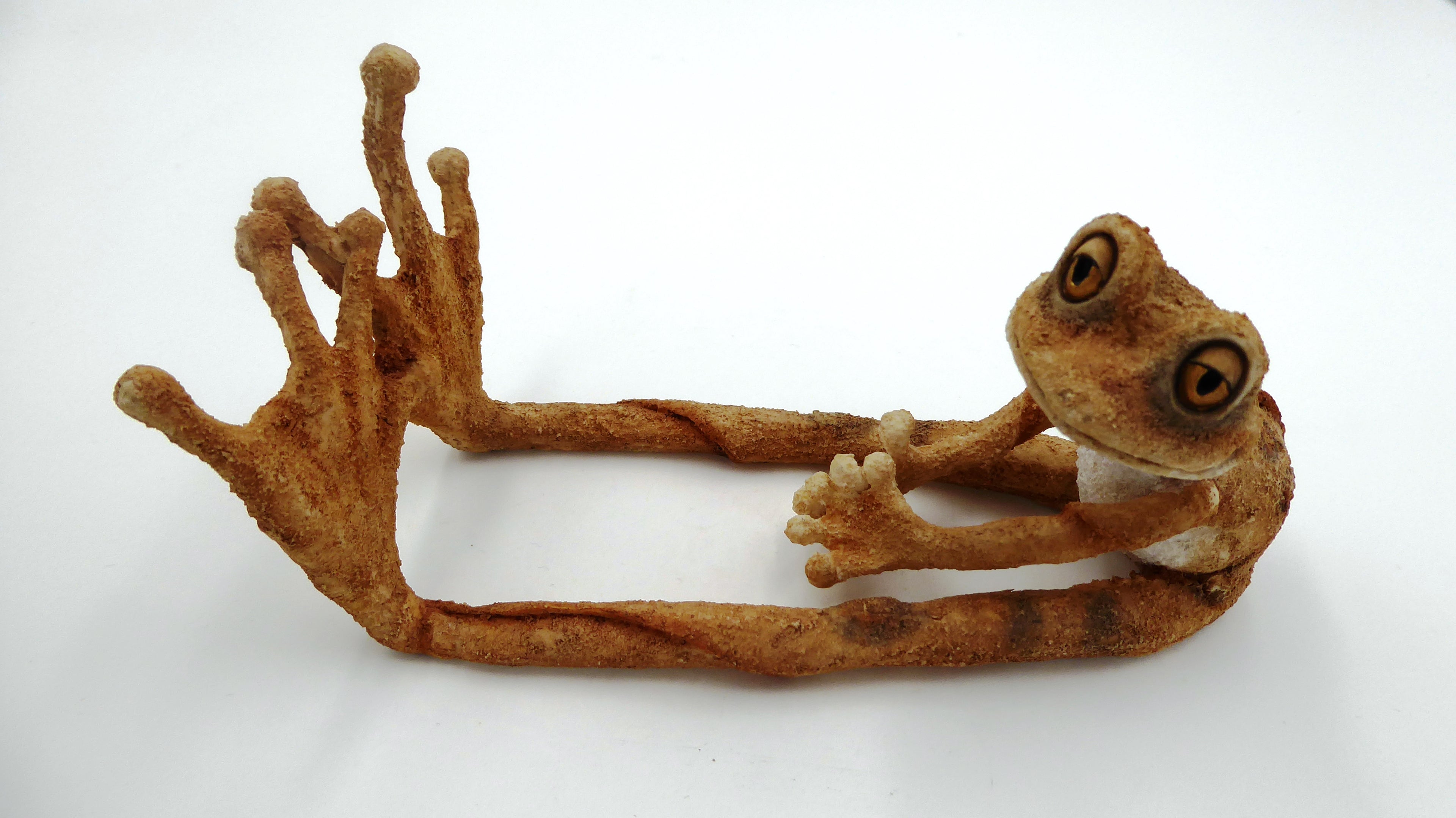 Originale grenouille aux longues pattes